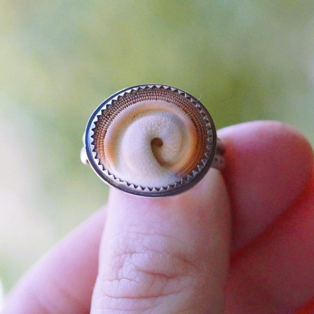 Operculum Shell Ring